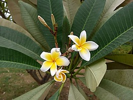花,植物,芬芳