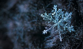 宏,雪,雪花