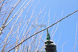 芽,修枝剪,園藝