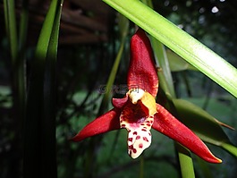 蘭花,紅色,花