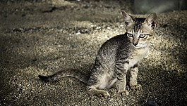 貓,動物,小貓