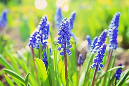 风信子,春,鲜花