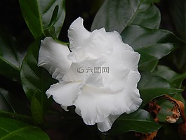 栀,花,白