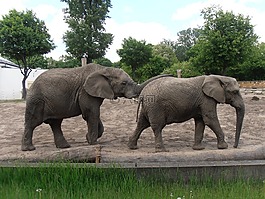 大象,動(dòng)物園,動(dòng)物