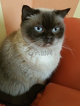 貓,英國短毛貓,暹羅