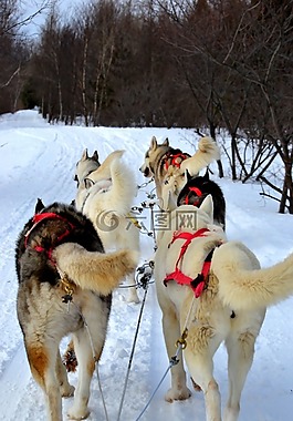 哈士奇,雪橇,狗