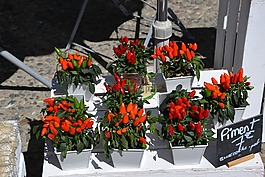 辣椒,植物,鮮花