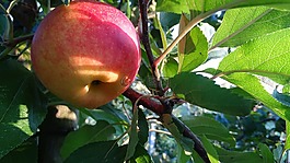 蘋果,感恩節(jié),水果