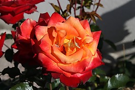 花,粉色,橙色
