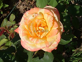 日落的玫瑰,花園,玫瑰