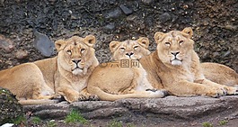 母獅,動物,動物園