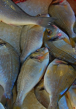 魚,海魚,魚市場