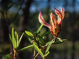 pinxter花,野生杜鹃花,杜鹃periclymenoides