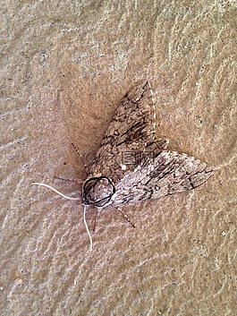 蛾,昆蟲(chóng),自然