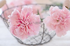 丁香,鮮花,開花