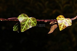 科,葉子,綠色