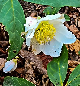 廠(chǎng),圣誕玫瑰,蓮花雞肝散