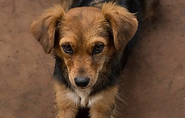 動(dòng)物,犬,寵物