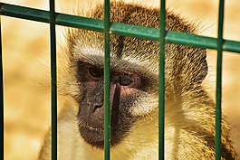 猴子,靈長類動物,籠