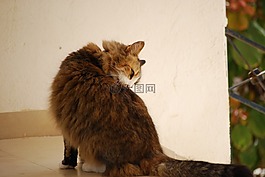 貓,貓科動(dòng)物,虎斑貓