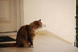猫,虎斑猫,外面