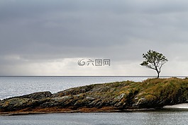 高原,樹,植物