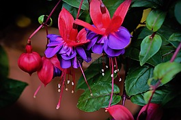 紫红色,植物,花