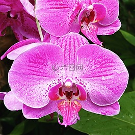 蘭花,粉紅色,花