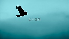 鳥,動物,飛行