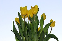 郁金香,花,黃色