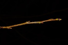 較小的分支,科,芽