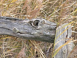 木雕藝術,籬笆,敘爾特島