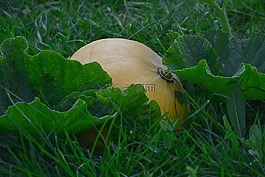 南瓜,蔬菜,花園