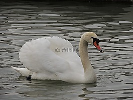 天鵝,白,鳥(niǎo)