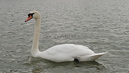天鵝,白,鳥(niǎo)
