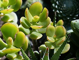 玉器廠,多汁,容器廠