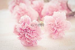 丁香,鮮花,花瓣