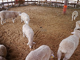 楊,動物,農場