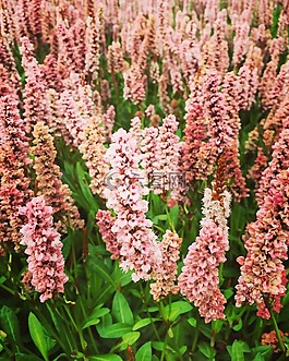 花,盛開,開花
