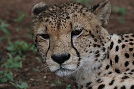 獵豹,動(dòng)物園,動(dòng)物