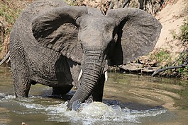 elephan,沐浴,動(dòng)物