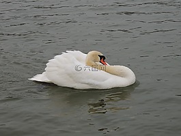 天鵝,白,鳥(niǎo)