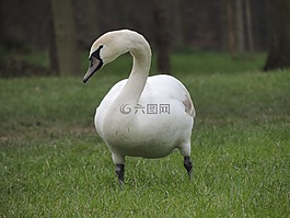 天鵝,白,鳥