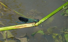 蜻蜓,翼,動物
