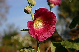 錦葵,開花,秋季