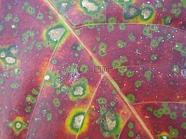 葉,葉子,菌類
