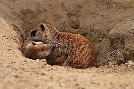 獴,争夺,meercat