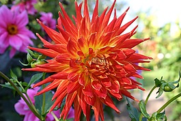嬌琴紗,開花,秋季