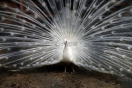 孔雀,羽毛,動(dòng)物園
