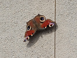 蛾,蝴蝶,昆蟲